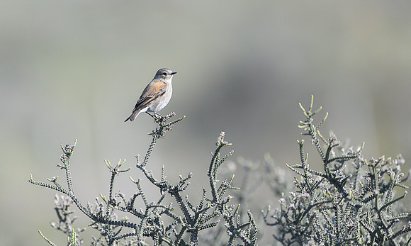 Austral canastero