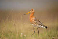 Black-tailed godwit  Rycyk