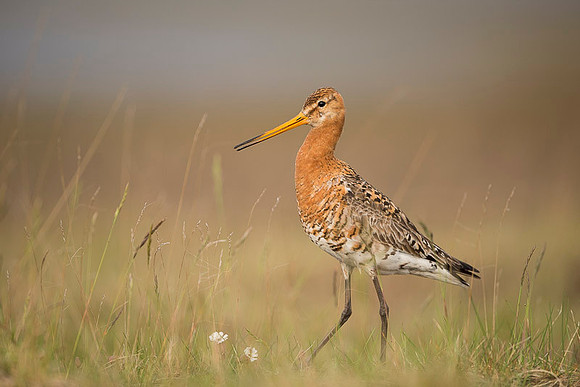 Black-tailed godwit  Rycyk