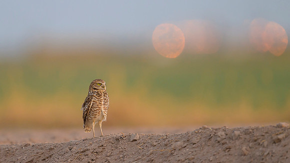 Burrowing owl