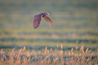 Burrowing owl