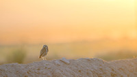 Burrowing owl