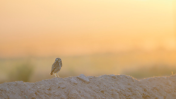 Burrowing owl