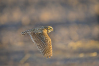 Burrowing owl