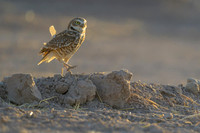 Burrowing owl