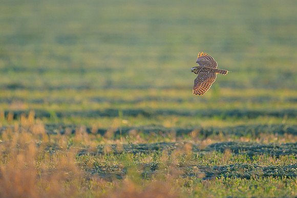 Burrowing owl