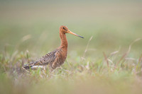 Black-tailed godwit  Rycyk