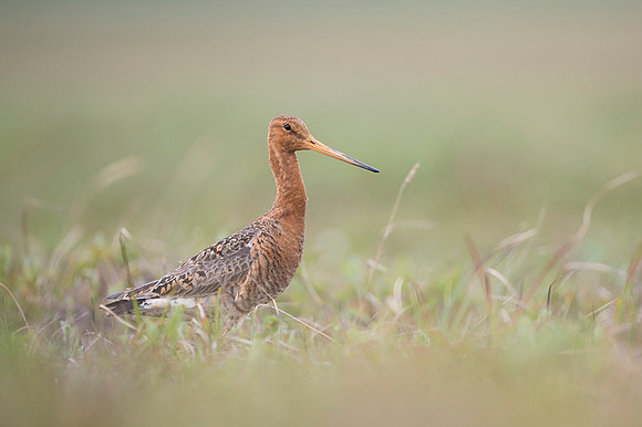 Black-tailed godwit  Rycyk