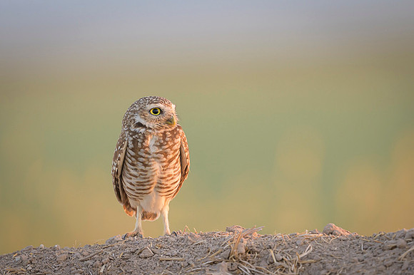 Burrowing owl
