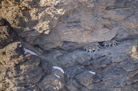 Snow leopard