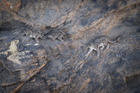 Snow leopard