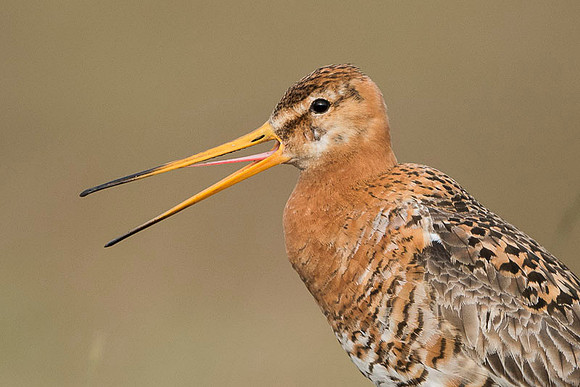 Black-tailed godwit  Rycyk