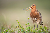 Black-tailed godwit  Rycyk