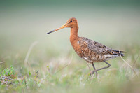 Black-tailed godwit  Rycyk