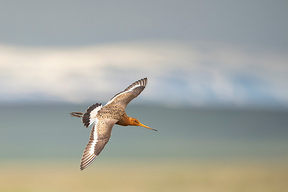 Black-tailed godwit  Rycyk