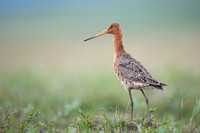 Black-tailed godwit  Rycyk