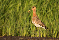 Black-tailed godwit  Rycyk