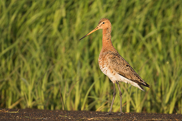 Black-tailed godwit  Rycyk