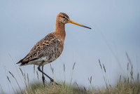 Black-tailed godwit  Rycyk