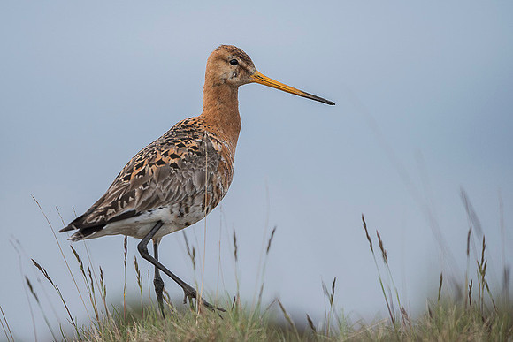Black-tailed godwit  Rycyk