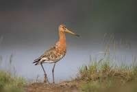 Black-tailed godwit  Rycyk