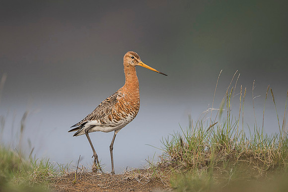 Black-tailed godwit  Rycyk
