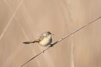 Bush Warbler
