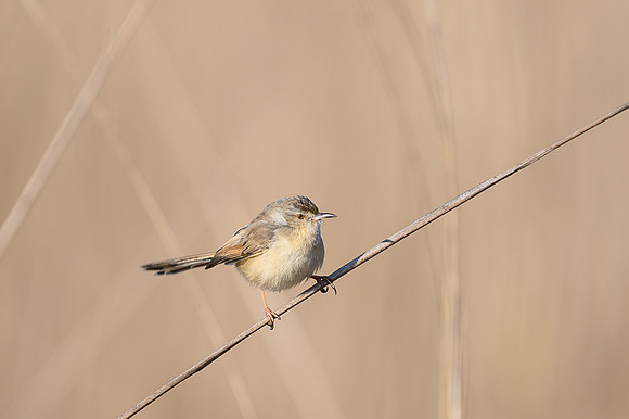 Bush Warbler