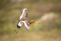 Black-tailed godwit  Rycyk