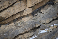 Snow leopard