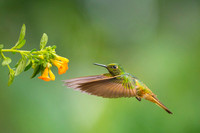 Buff-tailed Coronet
