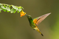 Buff-tailed Coronet