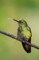 Buff-tailed Coronet