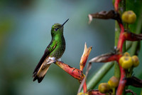 Buff-tailed Coronet