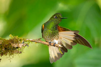 Buff-tailed Coronet