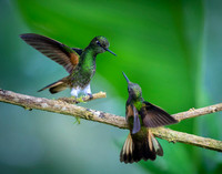 Buff-tailed Coronet