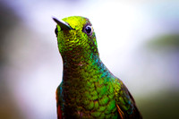 Buff-tailed Coronet