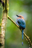 Rufous Motmot