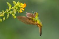 Buff-tailed Coronet