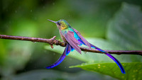 Violet-tailed Sylph