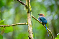 Rufous Motmot