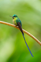 Violet-tailed Sylph