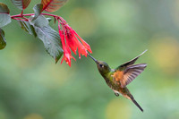 Buff-tailed Coronet