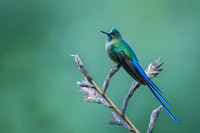 Violet-tailed Sylph