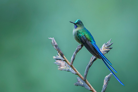 Violet-tailed Sylph
