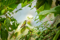 Buff-tailed Coronet