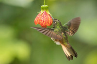 Buff-tailed Coronet