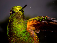 Buff-tailed Coronet