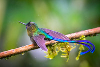 Violet-tailed Sylph
