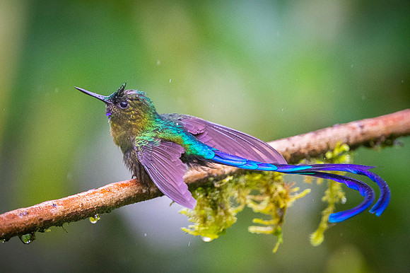 Violet-tailed Sylph